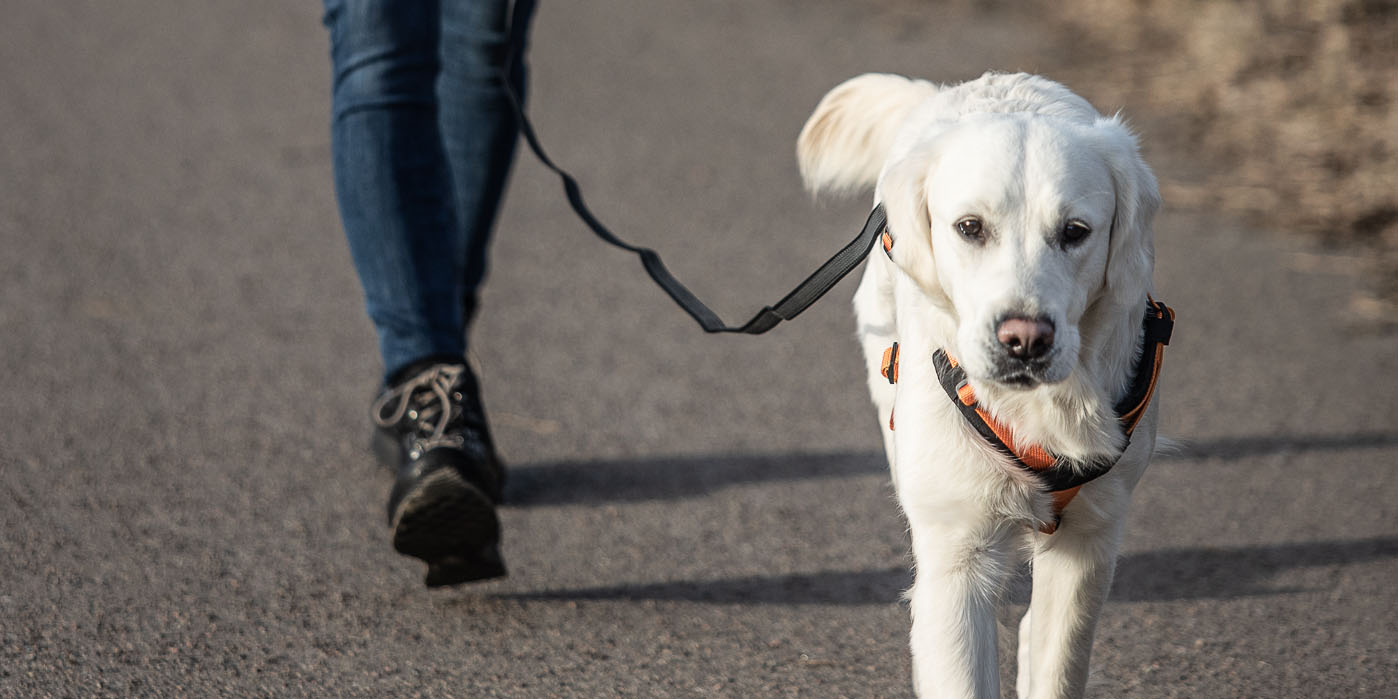 Lär hunden gå fint på promenaden