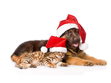 Undvik julens faror för hunden och katten