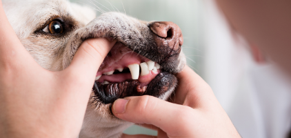 Guide - Borsta tänderna på hunden