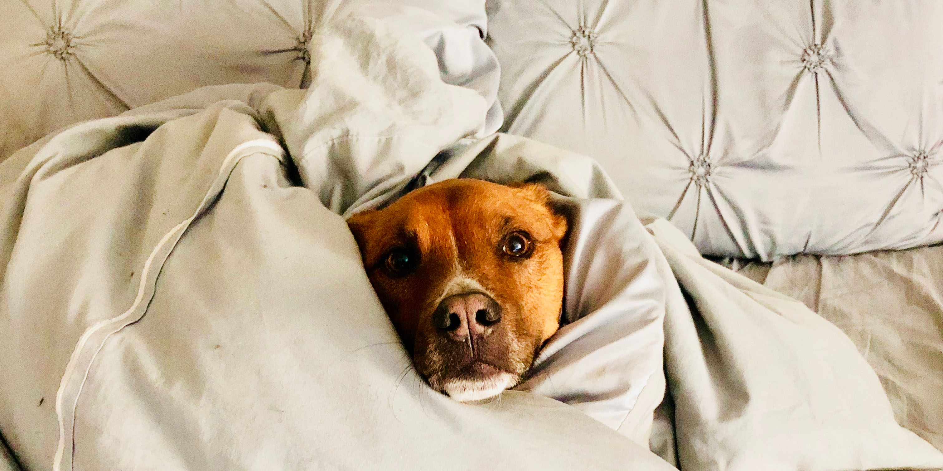 Får hunden sova i sängen?