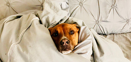 Får hunden sove i sengen?