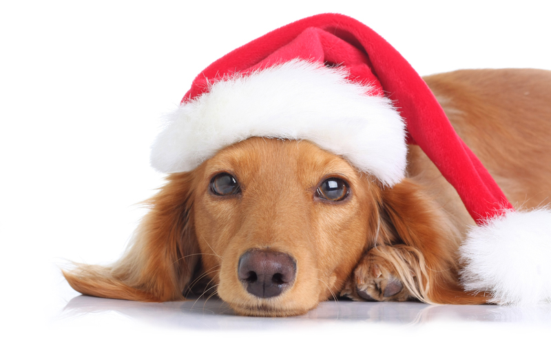 Håll din hund eller katt säker i jul