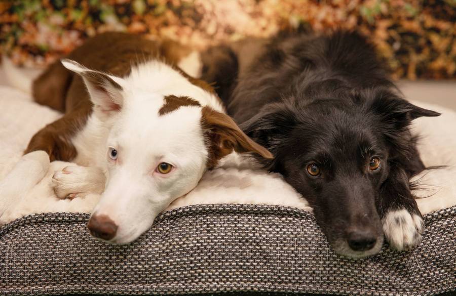 Ergonomisk hundbädd till äldre hundar