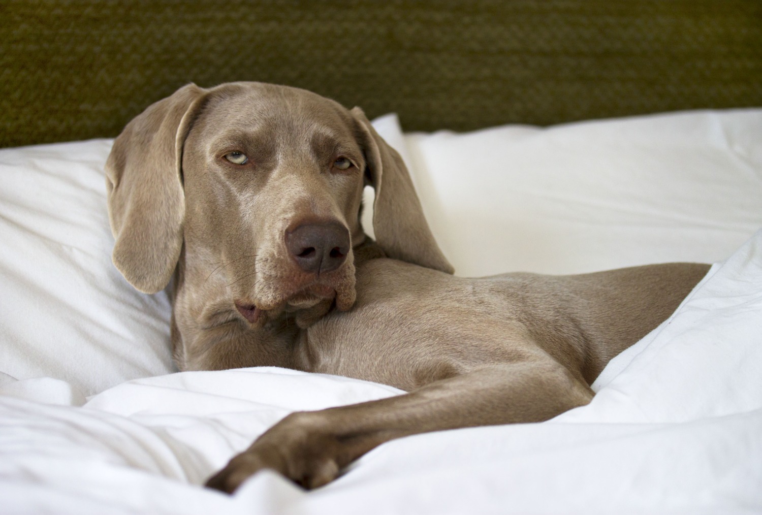 Det kan bli ont om plats i sängen när hunden också sover i sängen
